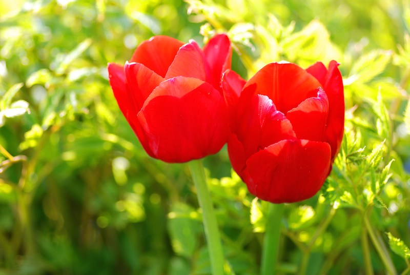 Tulpen in der Kultur