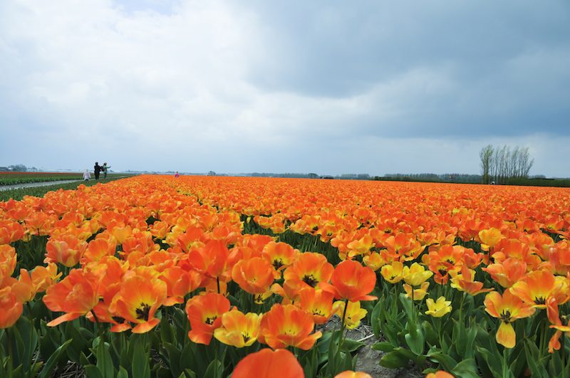 Pflanzen und Pflege von Tulpen