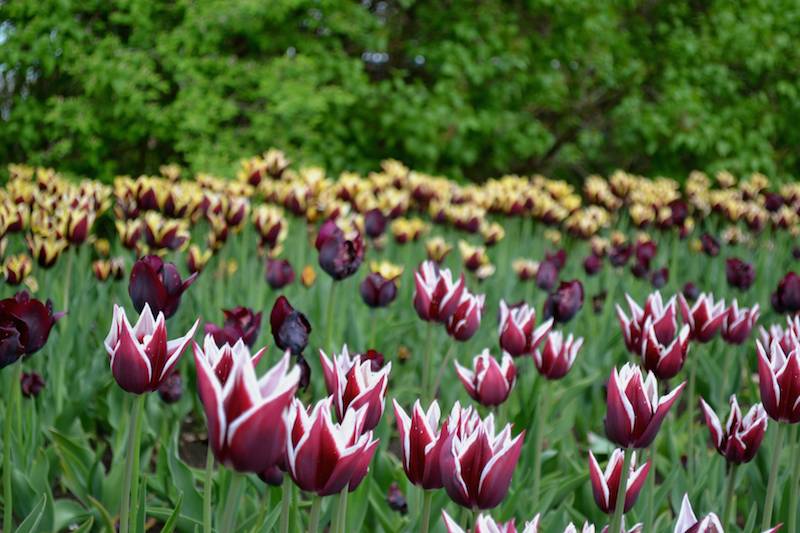 Tulpenarten und Typen