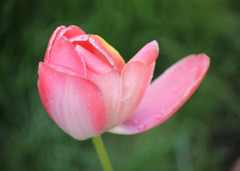 Tulpen als Straußblumen