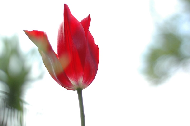 Tulpen im Garten